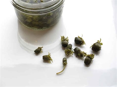 Making capers from dandelion or other flower buds
