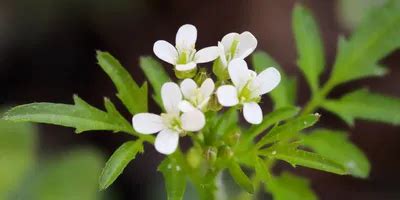 Researchers Fill The Final Gaps In The Arabidopsis Genome Sequence