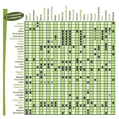 Printable Companion Planting Chart