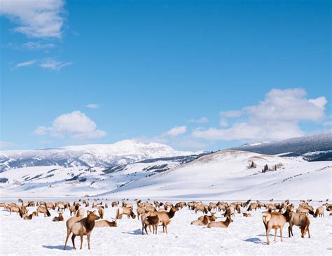 Sleigh ride on Elk Refuge