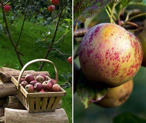 Stor guide Sådan får du succes med dit æbletræ Fruit Apple Med