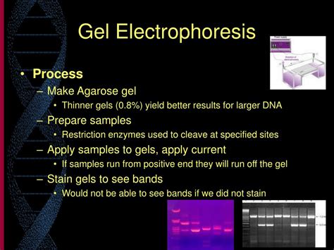 Ppt Gel Electrophoresis Powerpoint Presentation Free Download Id5661256