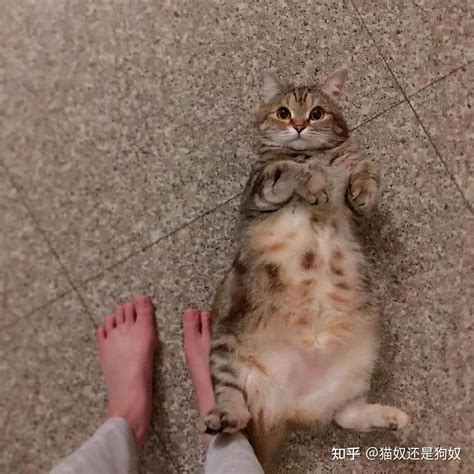 猫咪对你翻肚皮，其实它是这样认为的 知乎