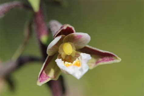 Marsh Helleborine Epipactis palustris Björn S Flickr