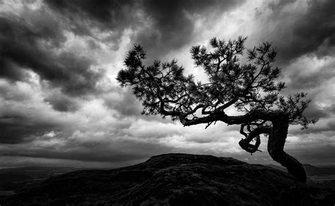 Fondos De Pantalla Cielo Rbol Nube Naturaleza Planta Le Osa En