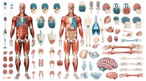 Human Body Parts Collection Vector Set Premium Ai Generated Vector