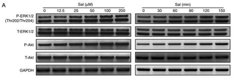 Akt1 Antibody Affinity Biosciences Ltd亲科生物官网