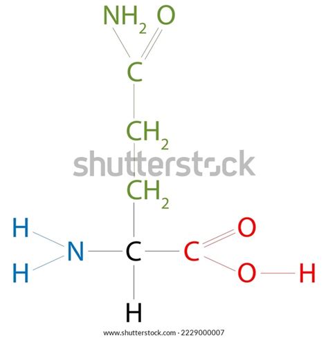 Structure Glutamine Amino Acid Side Chain Stock Illustration 2229000007 ...