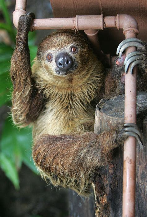 Do Sloths Live In Joungle Mudfooted