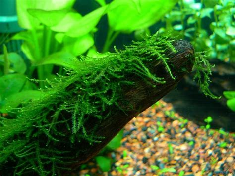 musgo de java vesicularia dubyana