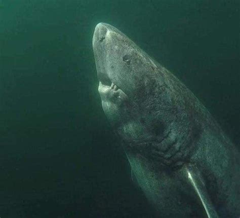 This is a 393-years old Greenland Shark that was located in the Arctic ...