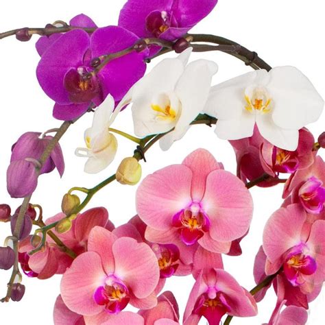 Freytag S Florist Simple Orchid Care Guide Freytags Florist Orchid