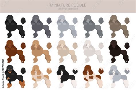 Miniature poodle clipart. Different poses, coat colors set Stock Vector ...