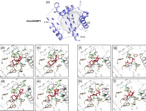 Binding Modes And Key Residues Of Hcungobp To The Four Sex Pheromone