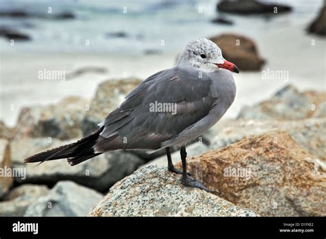 Heermann S Gull Larus Heermanni Stock Photo Alamy