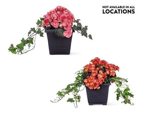 Patio Planter Assorted Varieties Aldi Usa Specials Archive