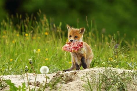 Fox cub eating meat stock photo. Image of nest, adorable - 72104730