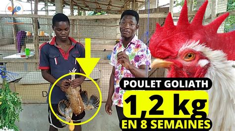 Kg En Deux Mois Incroyable L Levage Poulet Local Am Lior