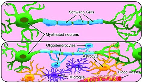 Glial Cells Function