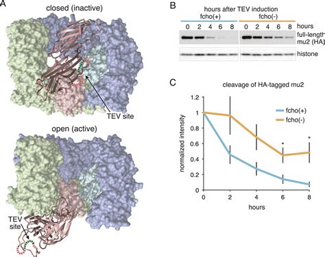 Figures And Data In The Membrane Associated Proteins Fcho And Sgip Are