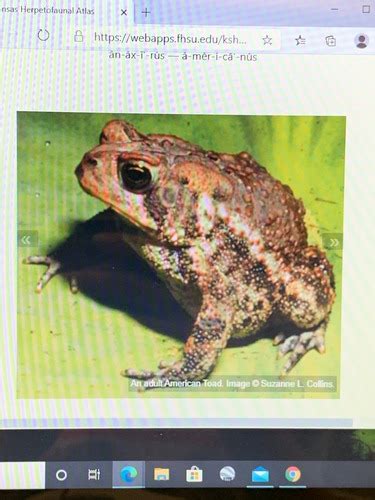 Frogs And Toads Flashcards Quizlet