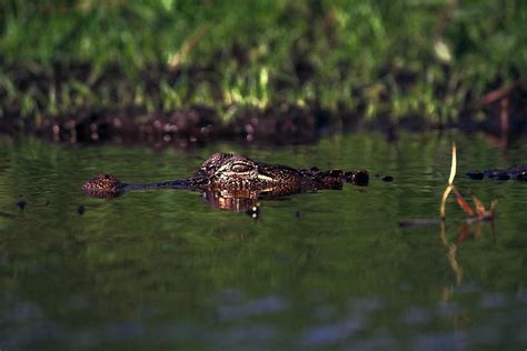 Alligator Eyes Photograph by Sally Weigand | Fine Art America