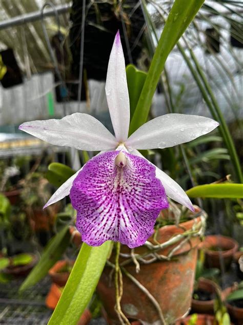 Brassavola Nodosa X Cattleya Sanyo Splash Enami Flamea Flickr