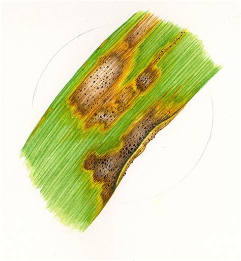 Septoria triitici Wheat disease - Lizzie Harper