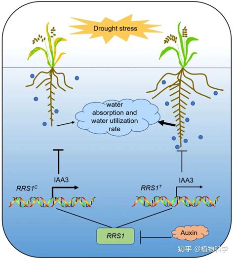 中国农业大学农学院李自超教授团队克隆水稻根系发育基因提高水稻抗旱性 知乎