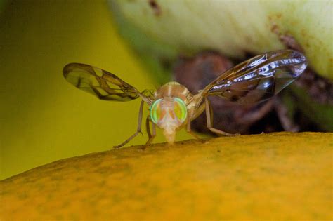 Invierte Agricultura En La Protecci N De La Producci N Hortofrut Cola