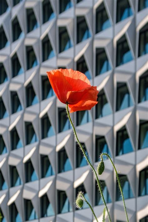 Mohn Vor Der Hochschule Darmstadt Zeitsturmradler