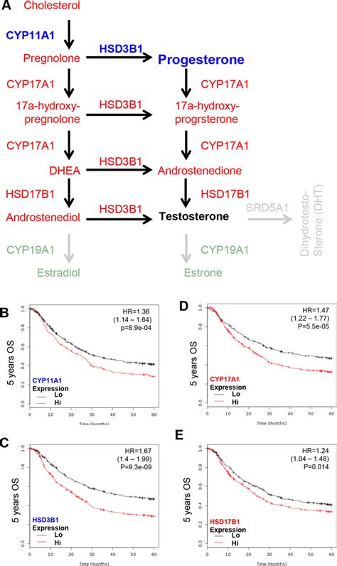 Km Plotter Evaluation Of Sex Steroid Lipidome Related Enzyme Including Download Scientific