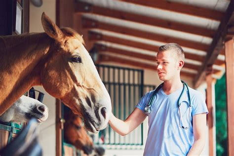 Les principales qualités pour devenir un bon vétérinaire Tous les animaux