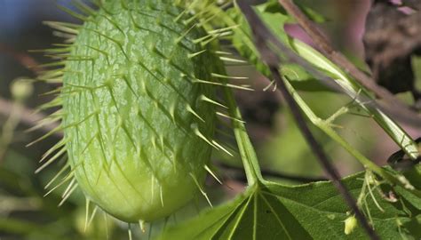 Flowering Plants With Spiny Seed Pods Sciencing