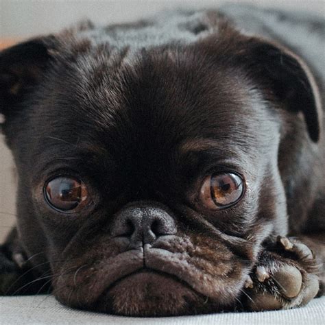 Pug Eye Problems And How To Treat Them | Kooky Pugs