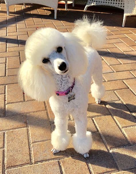 47 Best Of Poodle Puppy First Haircut Haircut Trends