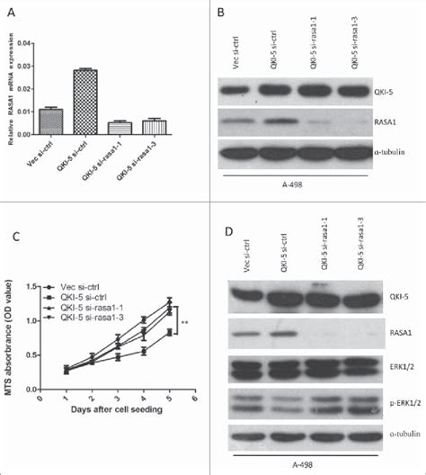 QKI 5 Inhibits The Proliferation Of CcRCC Cells Via Regulating RASA1