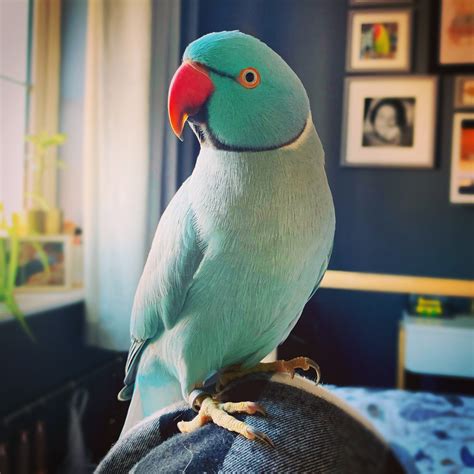 Ring Neck – Love Birds Nest