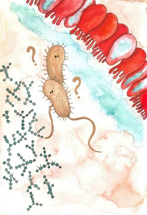 Towards A Better Description Of The Interaction Of Enterotoxigenic Escherichia Coli With