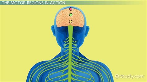 Primary Motor Cortex | Definition, Function & Location - Lesson | Study.com