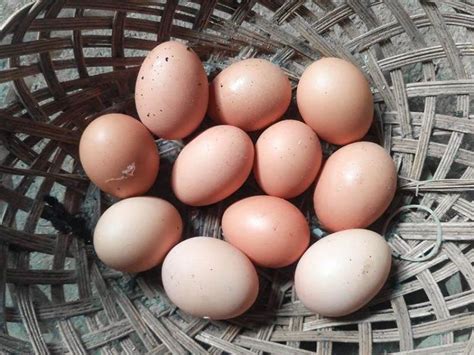 20 Chickens That Lay Colored Eggs Brownbluegreenpink