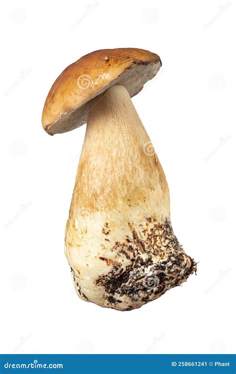 Cogumelo Do B Lus De Porcini Fresco Imagem De Stock Imagem De