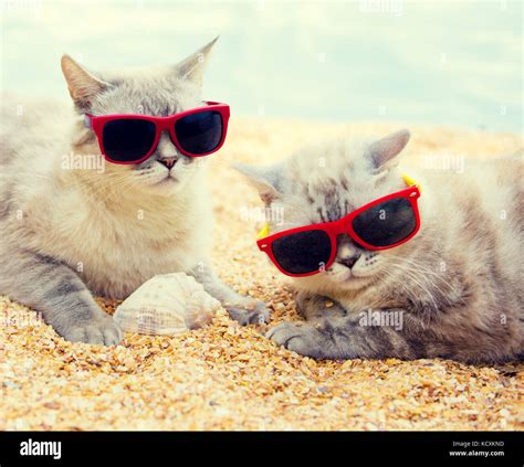 Two Cats Wearing Sunglasses Relaxing On The Beach Stock Photo Alamy