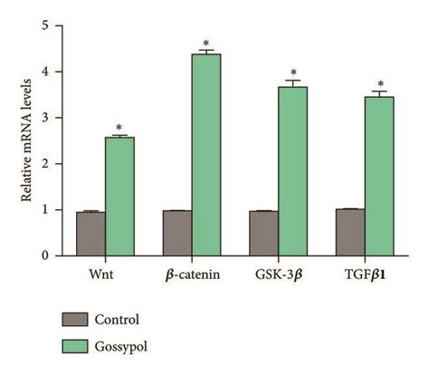 Gossypol treatments in MC3T3 E1 cells increases Wnt β catenin