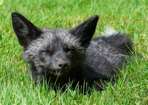 I've had dozens of "ultra rare" wild silver foxes reside on my property ...