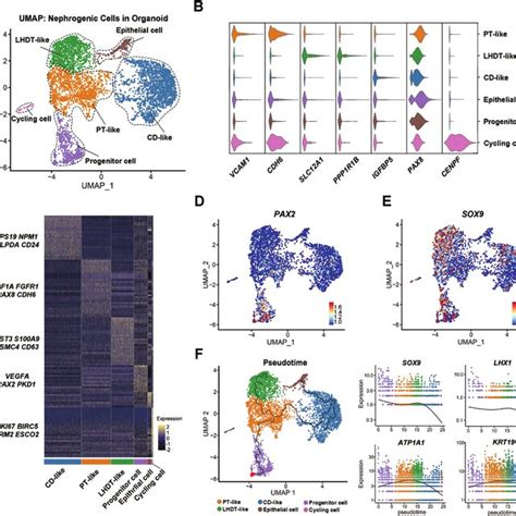 Single Cell RNA Sequencing Analysis Of The Tubular Organoids A UMAP