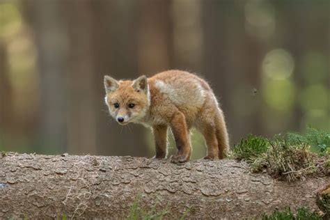 70+ Cute Baby Foxes to Brighten Your Day (With Pictures)