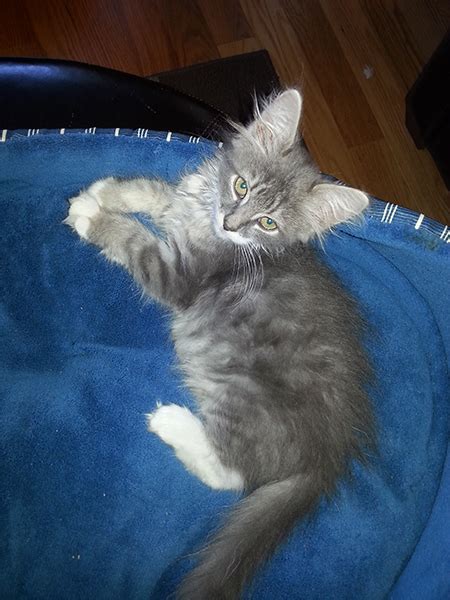 Chewie - SOCK FIP