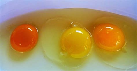 Everything You Need to Know About Egg Yolk Color