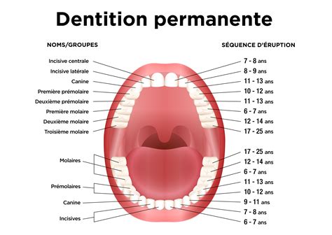 La Croissance Des Dents CLINIQUE DENTAIRE BEAUHARNOIS